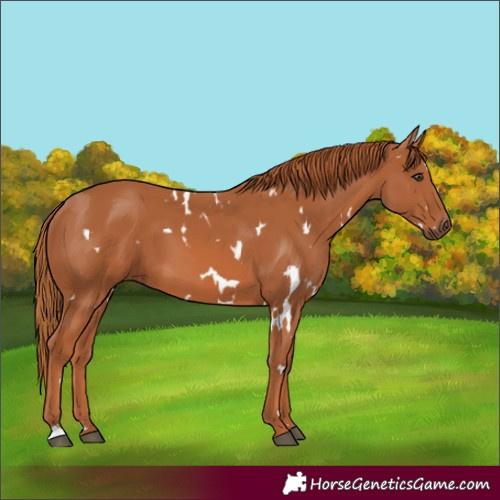 Horse Color:White Spotted Chestnut