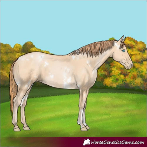 Horse Color:White Spotted Buckskin Pearl Sabino