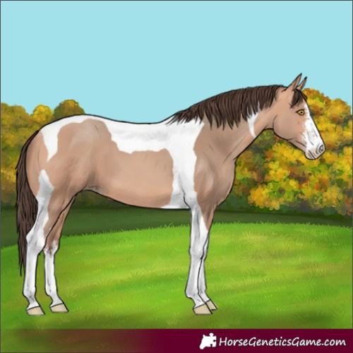 Horse Color:White Spotted Amber Champagne Tobiano