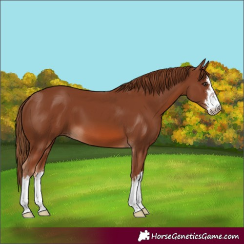 Horse Color:White Spotted Chestnut 