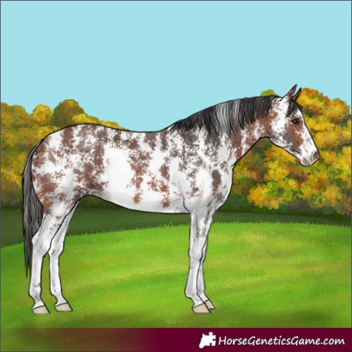 Horse Color:Bay Sabino