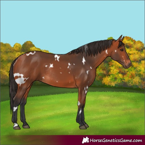 Horse Color:White Spotted Bay Rabicano
