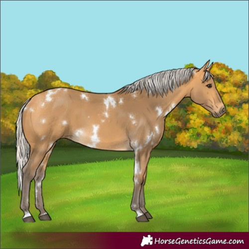 Horse Color:White Spotted Silver Buckskin 