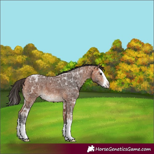 Horse Color:Bay Ice Splash