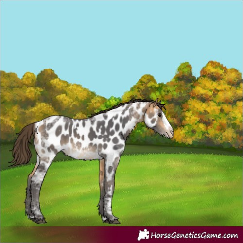 Horse Color:White Spotted Buckskin Ice Splash Appaloosa
