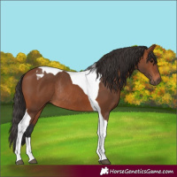 Horse Color:Bay Tobiano Rabicano 