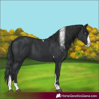 Horse Color:Black Splash Tobiano 