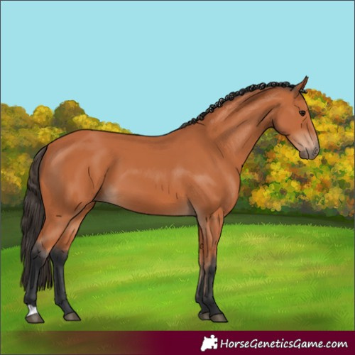 Horse Color:Bay 