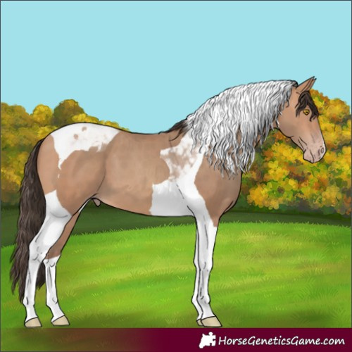 Horse Color:Unknown 