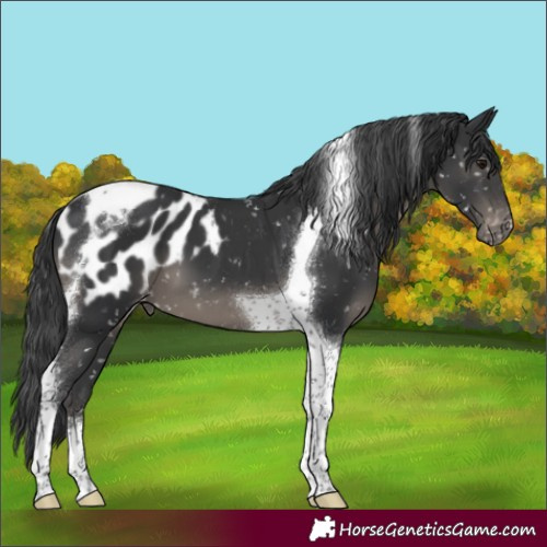 Horse Color:Black Tobiano Blanket 