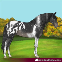 Horse Color:Black Tobiano Blanket 