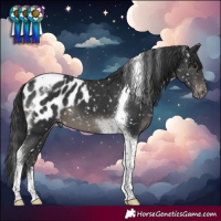 Horse Color:Black Tobiano Blanket