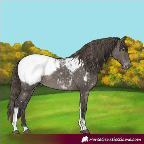 Horse Color:Smoky Grullo Tobiano Near Fewspot