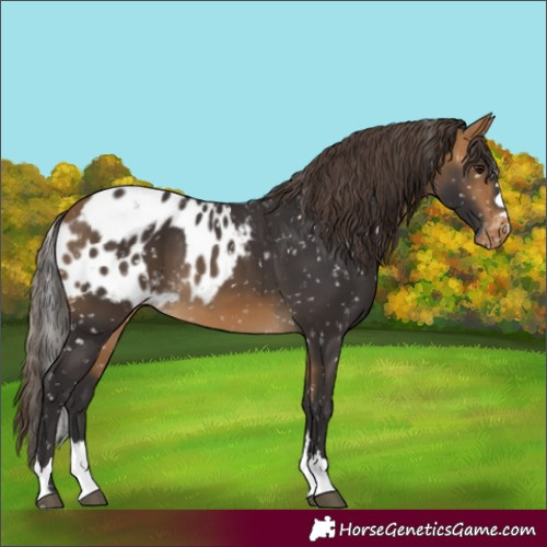 Horse Color:Buckskin Skewed Appaloosa