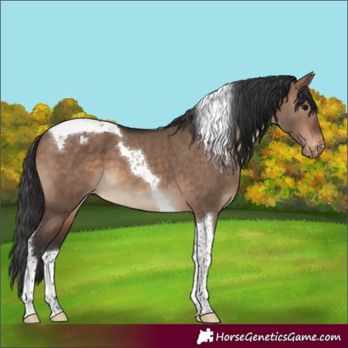 Horse Color:Brown Dun Tobiano Appaloosa 