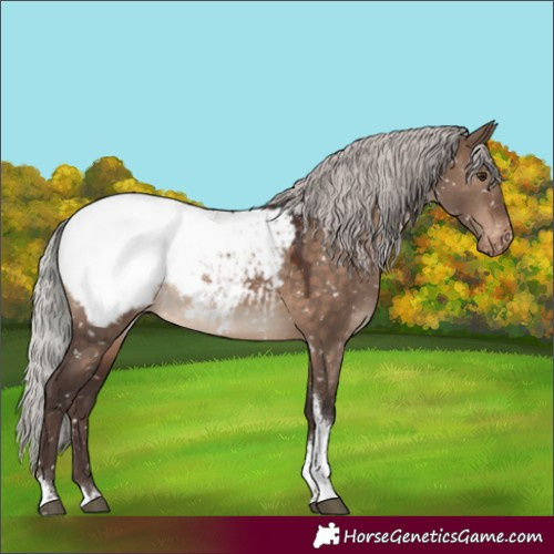 Horse Color:Silver Brown Dun Tobiano Appaloosa 