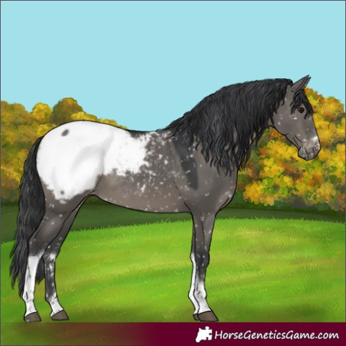 Horse Color:Grullo Tobiano Appaloosa