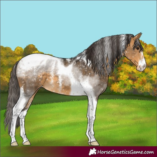 Horse Color:Powder White Buckskin Tobiano Appaloosa