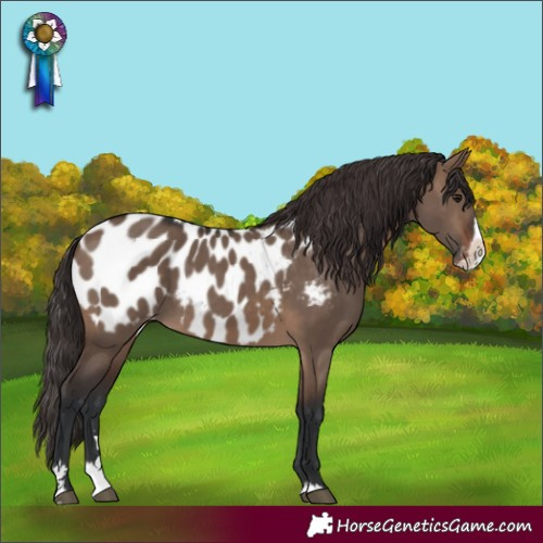 Horse Color:Brown Dun Splash Appaloosa