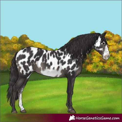 Horse Color:Smoky Black Sabino Frame Appaloosa Rabicano