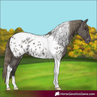 Horse Color:Smoky Grullo Tobiano Near Leopard 