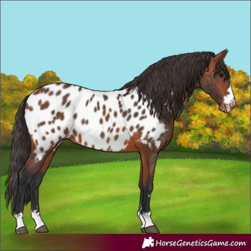 Horse Color:Bay Appaloosa 