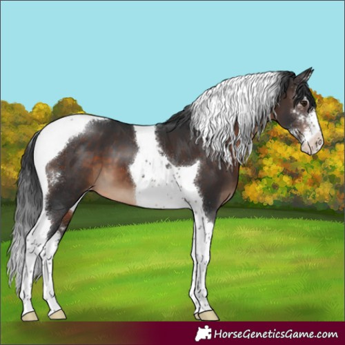 Horse Color:Brown Sabino Tobiano Varnish