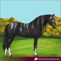 Horse Color:Powder White Gray Smoky Black 