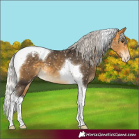 Horse Color:Silver Buckskin Tobiano Snowcap 