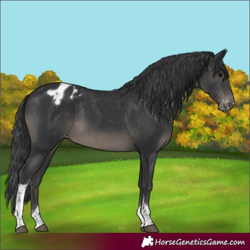 Horse Color:Black Tobiano Appaloosa