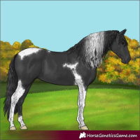 Horse Color:Black Tobiano