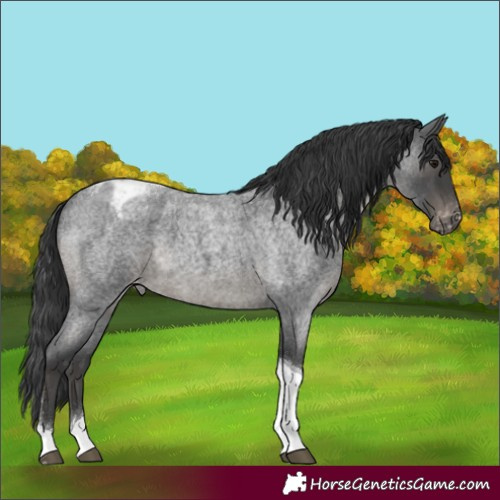 Horse Color:Blue Roan Tobiano Appaloosa Rabicano 