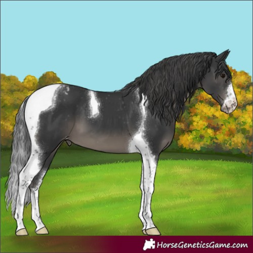 Horse Color:Black Tobiano Appaloosa 