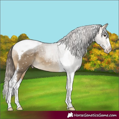 Horse Color:Buckskin Dun Tobiano Skewed Appaloosa 