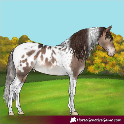Horse Color:Brown Dun Mushroom Tobiano Appaloosa