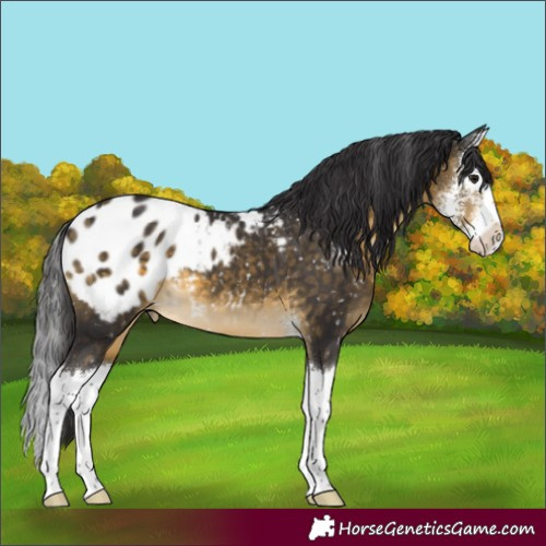 Horse Color:Buckskin Sabino Splash Appaloosa 