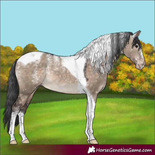 Horse Color:Powder White Brown Dun Tobiano Appaloosa Rabicano 