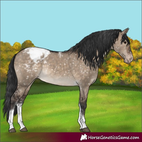 Horse Color:Brown Dun Tobiano Appaloosa Rabicano