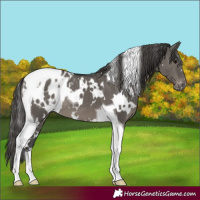 Horse Color:White Spotted Grullo Tobiano Blanket