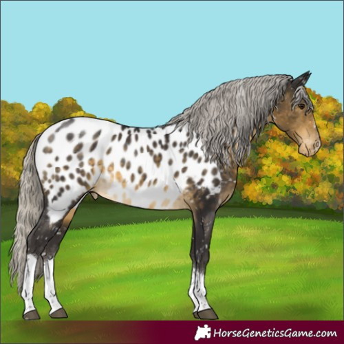 Horse Color:Silver Buckskin Tobiano Appaloosa