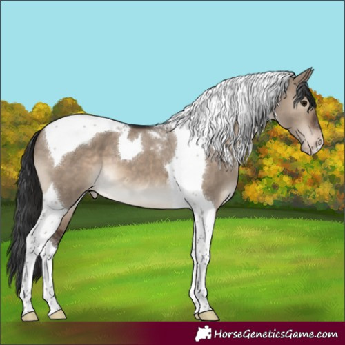 Horse Color:Brown Dun Tobiano Appaloosa