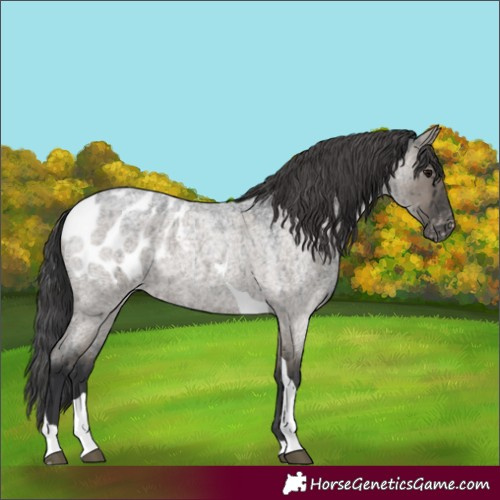 Horse Color:Grullo Roan Tobiano Appaloosa Brindle 