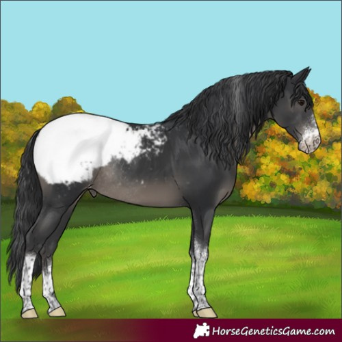 Horse Color:Black Sabino Tobiano Appaloosa Rabicano 