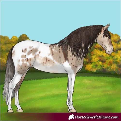 Horse Color:Brown Dun Tobiano Appaloosa Brindle