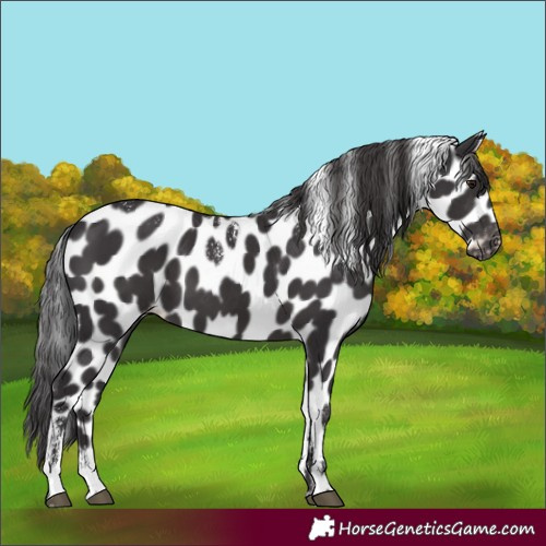 Horse Color:Powder White Smoky Black Appaloosa