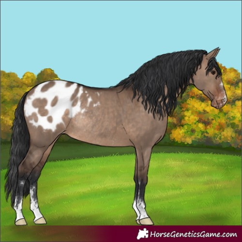Horse Color:Brown Dun Appaloosa Rabicano