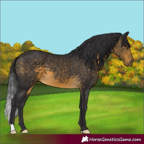 Horse Color:Buckskin 