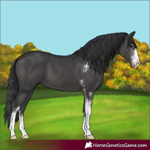 Horse Color:Black Sabino 