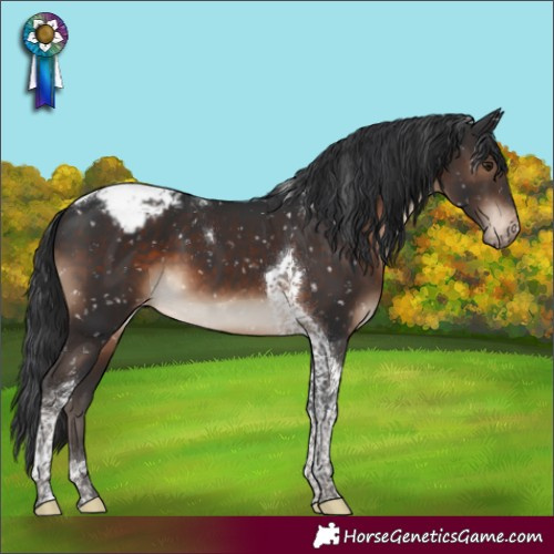 Horse Color:Brown Tobiano Appaloosa