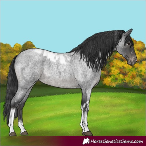 Horse Color:Blue Roan Tobiano Skewed Appaloosa 